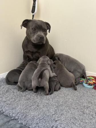 GRAND CHAMPION SIRED BLUE STAFFY PUPS for sale in Carshalton, Sutton, Greater London