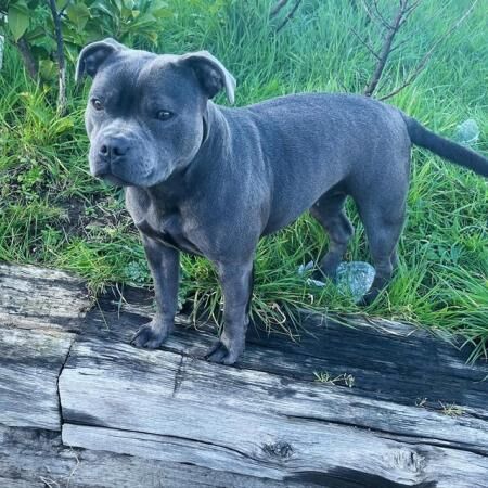 GRAND CHAMPION SIRED BLUE STAFFY PUPS for sale in Carshalton, Sutton, Greater London - Image 2