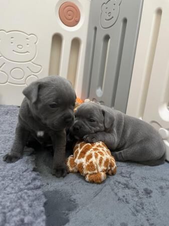 GRAND CHAMPION SIRED BLUE STAFFY PUPS for sale in Carshalton, Sutton, Greater London - Image 3
