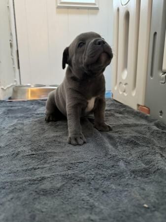 GRAND CHAMPION SIRED BLUE STAFFY PUPS for sale in Carshalton, Sutton, Greater London - Image 4