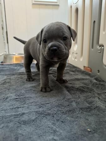GRAND CHAMPION SIRED BLUE STAFFY PUPS for sale in Carshalton, Sutton, Greater London - Image 5