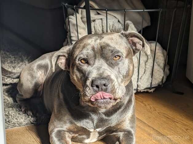 Grey Staffordshire bull terrier- Frankie for sale in Littlehampton, West Sussex