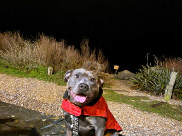 Grey Staffordshire bull terrier- Frankie for sale in Littlehampton, West Sussex - Image 2