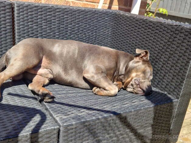 Grey Staffordshire bull terrier- Frankie for sale in Littlehampton, West Sussex - Image 4