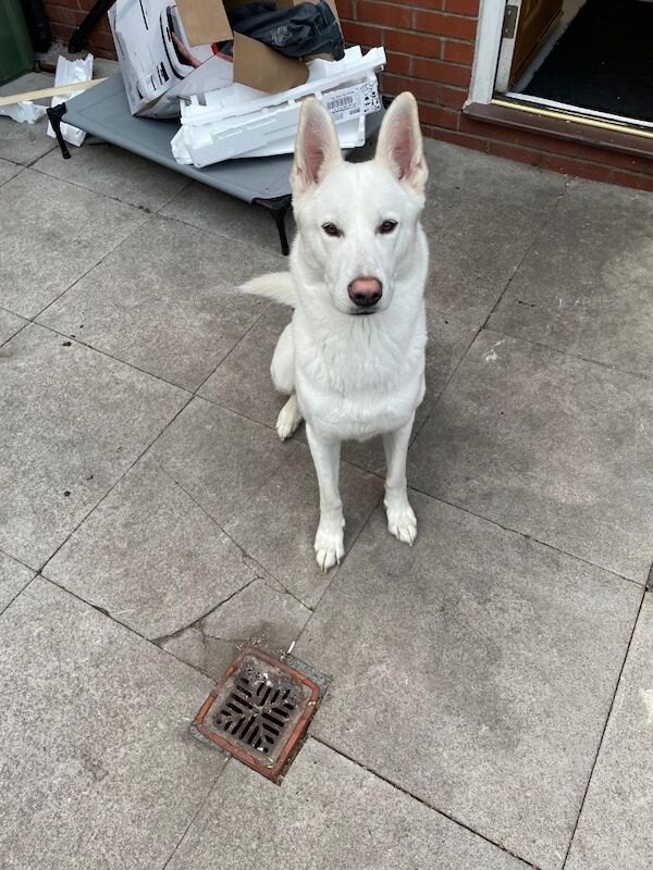 Husky cross German shepard for sale in Preston, Lancashire - Image 3