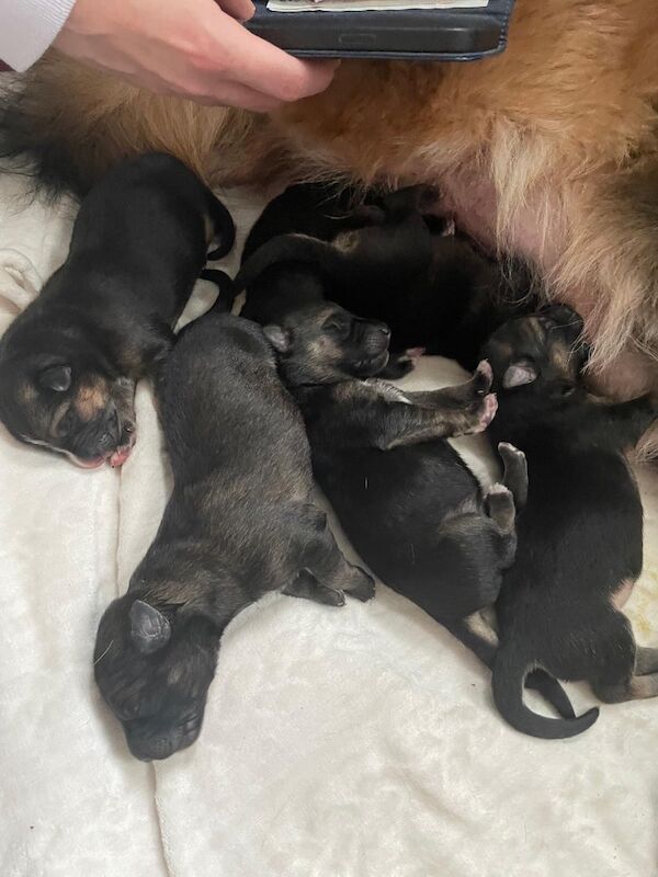 Staffie Puppies for sale