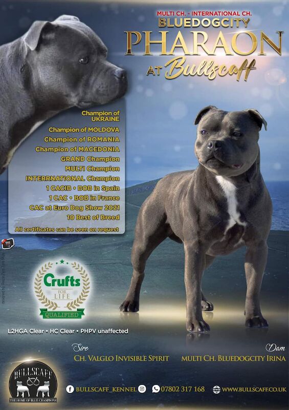 Champion blue deals staffordshire bull terrier