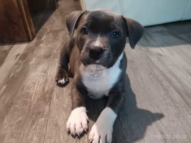 IRISH BLUE STAFFORDSHIRE BULLTERRIER for sale in Skelmersdale, Lancashire