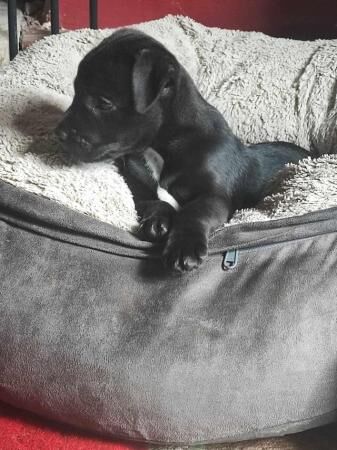 Jagd Terrier X Puppies ready 16th June for sale in Pickering, North Yorkshire