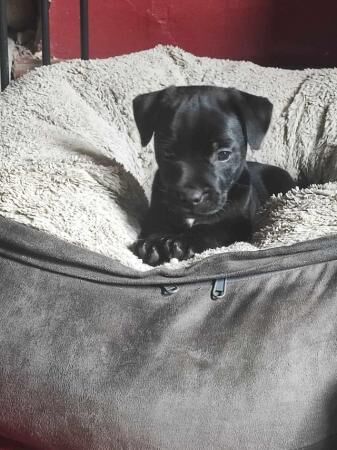 Jagd Terrier X Puppies ready 16th June for sale in Pickering, North Yorkshire - Image 2