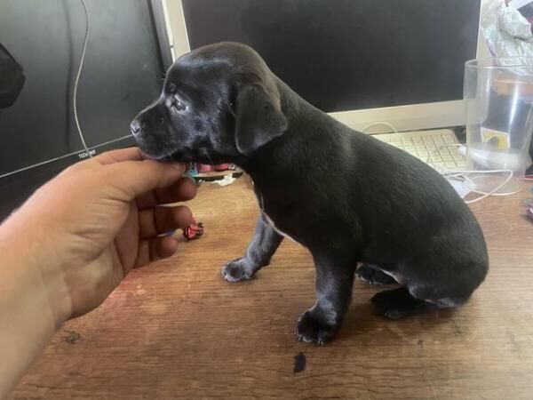 Jagd Terrier X Puppies ready 16th June for sale in Pickering, North Yorkshire - Image 3