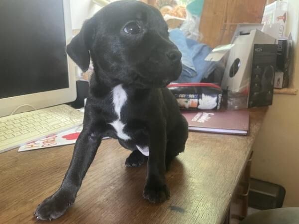 Jagd Terrier X Puppies ready 16th June for sale in Pickering, North Yorkshire - Image 4