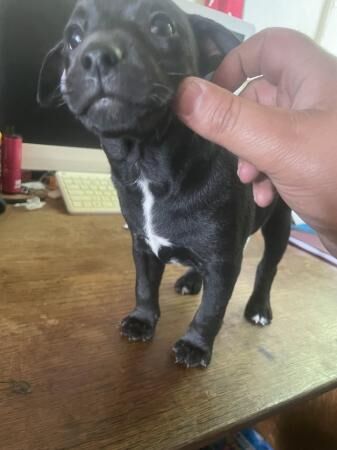 Jagd Terrier X Puppies ready 16th June for sale in Pickering, North Yorkshire - Image 5
