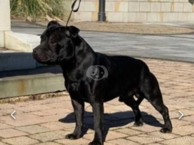 Kassius UK's no1 Black staffy for sale in Wigan, Greater Manchester - Image 2