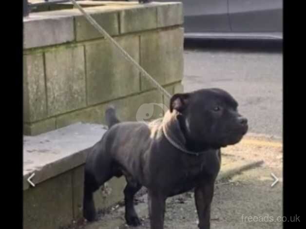 Kassius UK's no1 Black staffy for sale in Wigan, Greater Manchester - Image 3