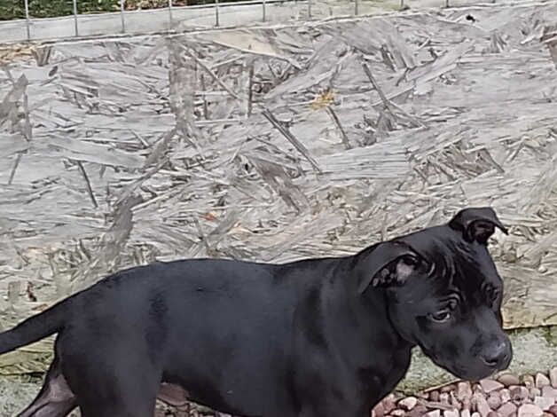 Kassius UK's no1 Black staffy for sale in Wigan, Greater Manchester - Image 5