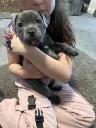 Kc Blue Staffordshire Bull Terrier Puppy Bitch Top Quality for sale in Ashington, Northumberland