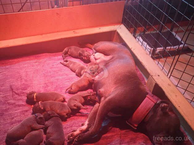 Beautiful litter of Staffie Puppies for sale in Monmouth/Trefynwy, Monmouthshire - Image 1