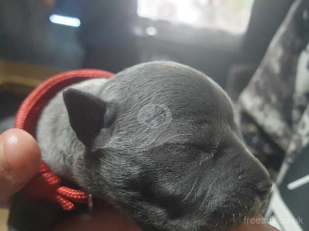 Beautiful litter of Staffie Puppies for sale in Monmouth/Trefynwy, Monmouthshire - Image 2