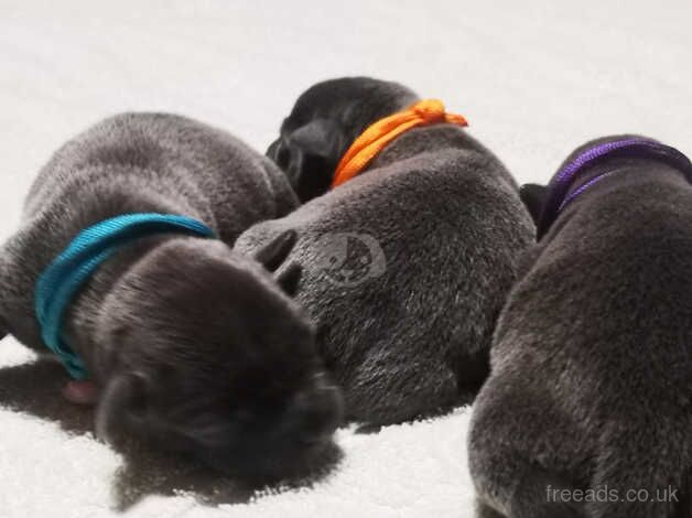 Beautiful litter of Staffie Puppies for sale in Monmouth/Trefynwy, Monmouthshire - Image 5