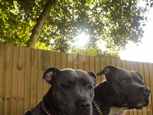 Kc blue Staffordshire terriers for sale in Monmouth/Trefynwy, Monmouthshire - Image 3