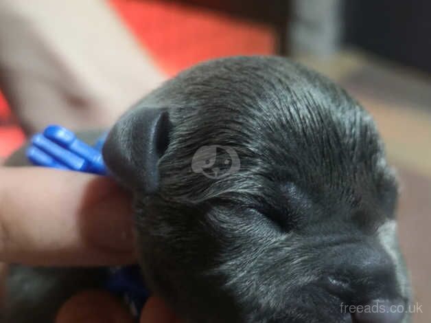 Kc blue Staffordshire terriers for sale in Monmouth/Trefynwy, Monmouthshire - Image 4