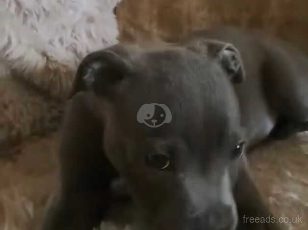 Kc champion blue Staffordshire bull terrier for sale in Liverpool, Merseyside - Image 3