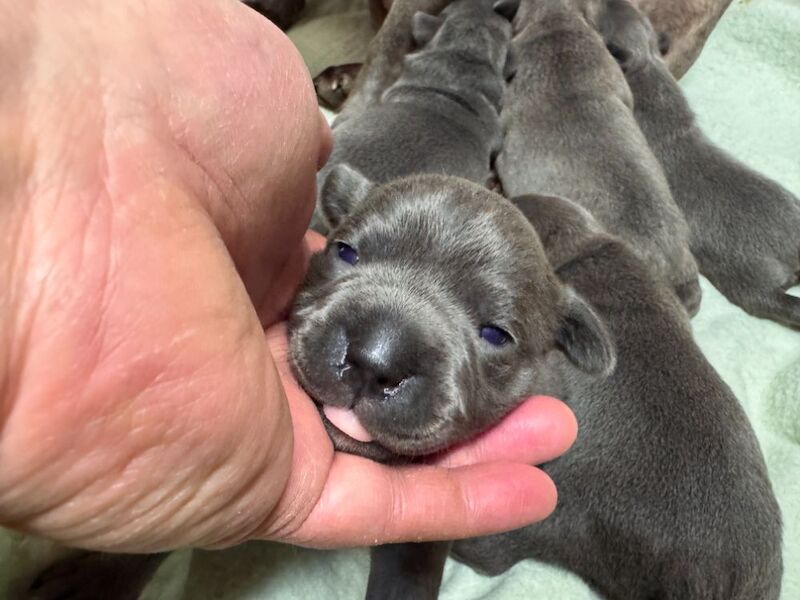 KC Reg and DNA tested Blue pups for sale in Hillsborough, County Down