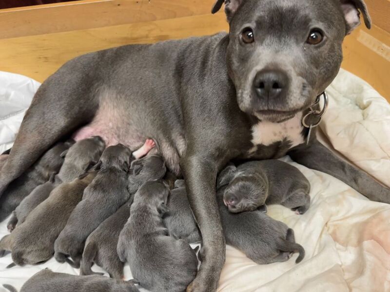 KC Reg and DNA tested Blue pups for sale in Hillsborough, County Down - Image 2