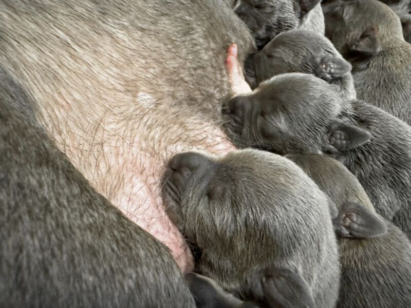 KC Reg and DNA tested Blue pups for sale in Hillsborough, County Down - Image 4