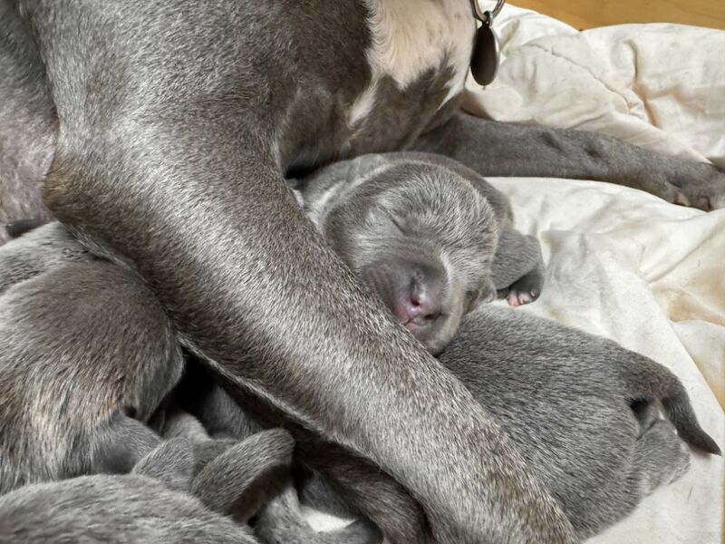 KC Reg and DNA tested Blue pups for sale in Hillsborough, County Down - Image 5