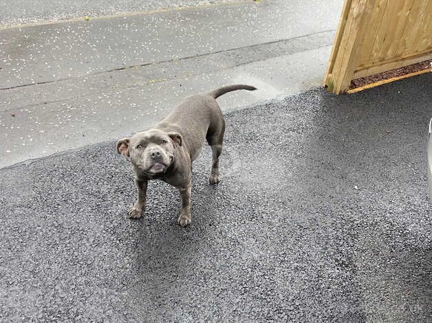 KC REG - beautiful Blue puppies. for sale in Edinburgh, City of Edinburgh - Image 4