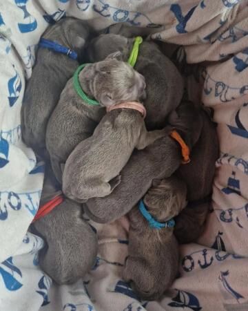 KC Reg Blue Staffordshire Bull Terrier puppies for sale in Derby, Derbyshire