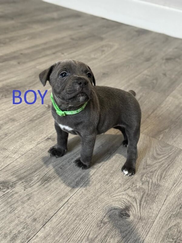 KC Reg Blue Staffordshire Bull Terrier Puppies ***Champions Bloodlines*** for sale in Wombwell, South Yorkshire - Image 3