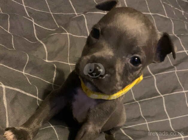 Kc Reg Blue Staffordshire Bull Terrier Puppies for sale in Barry, Angus - Image 1