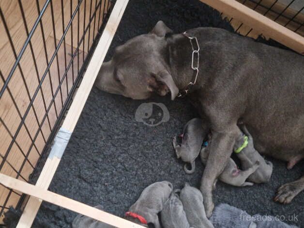 KC reg Blue Staffordshire Bull Terrier puppies for sale in Derby, Derbyshire