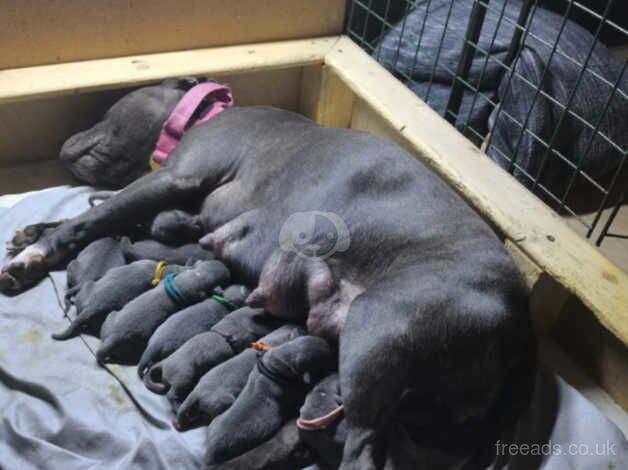 Kc reg blue Staffordshire terrier pups for sale in Monmouth/Trefynwy, Monmouthshire - Image 1