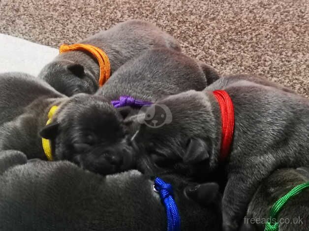 Kc reg blue Staffordshire terrier pups for sale in Monmouth/Trefynwy, Monmouthshire - Image 4