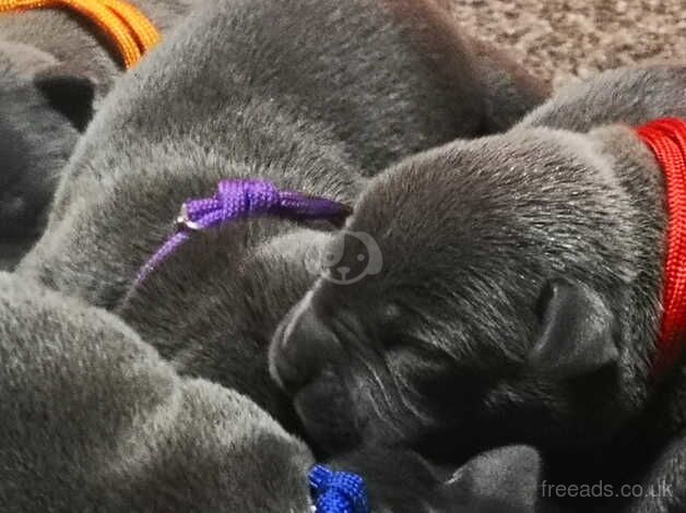 Kc reg blue Staffordshire terrier pups for sale in Monmouth/Trefynwy, Monmouthshire - Image 5