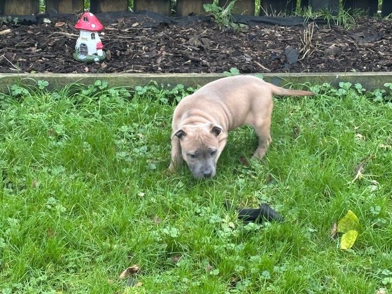 Kc reg Staffordshire bull terrier puppies for sale in Craigavon, Craigavon