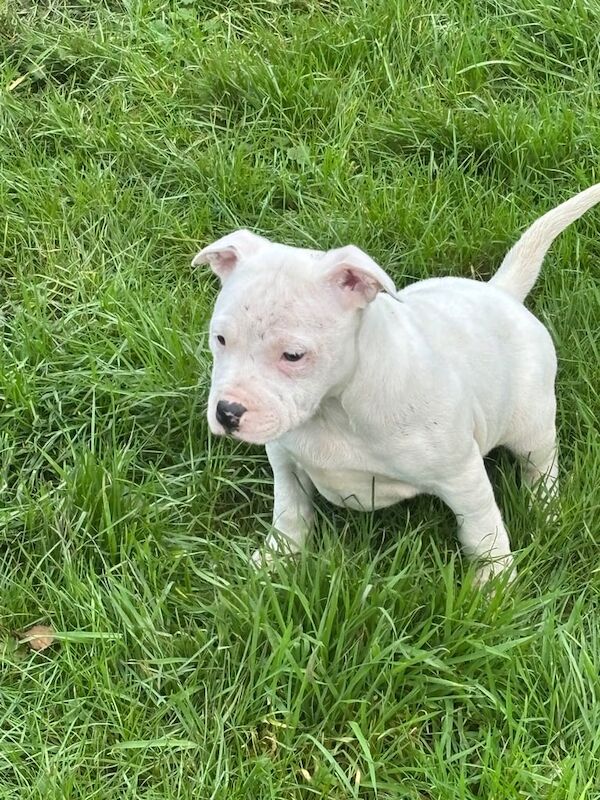 Kc reg Staffordshire bull terrier puppies for sale in Craigavon, Craigavon - Image 2