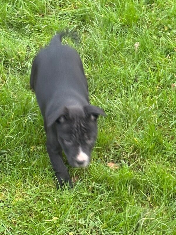 Kc reg Staffordshire bull terrier puppies for sale in Craigavon, Craigavon - Image 3