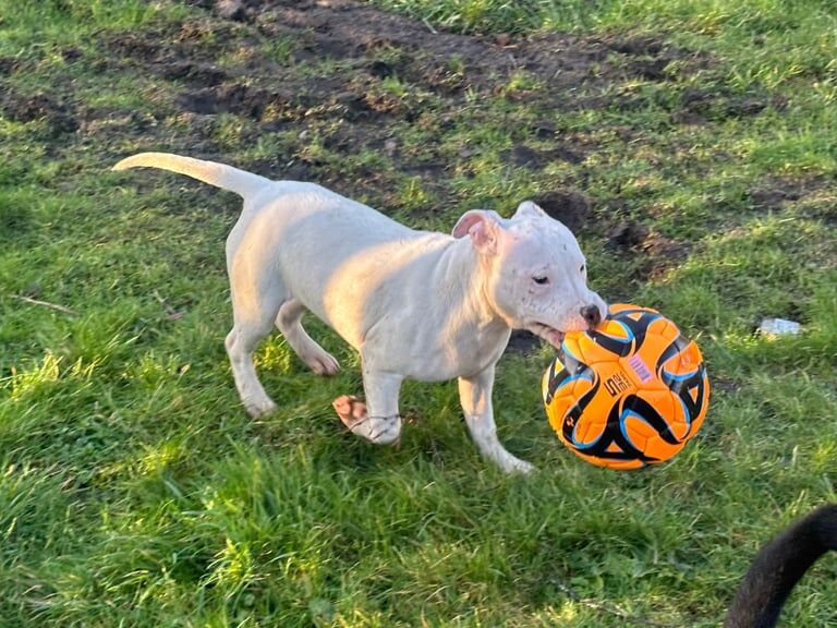 Kc reg Staffordshire bull terrier puppies for sale in Craigavon, County Armagh