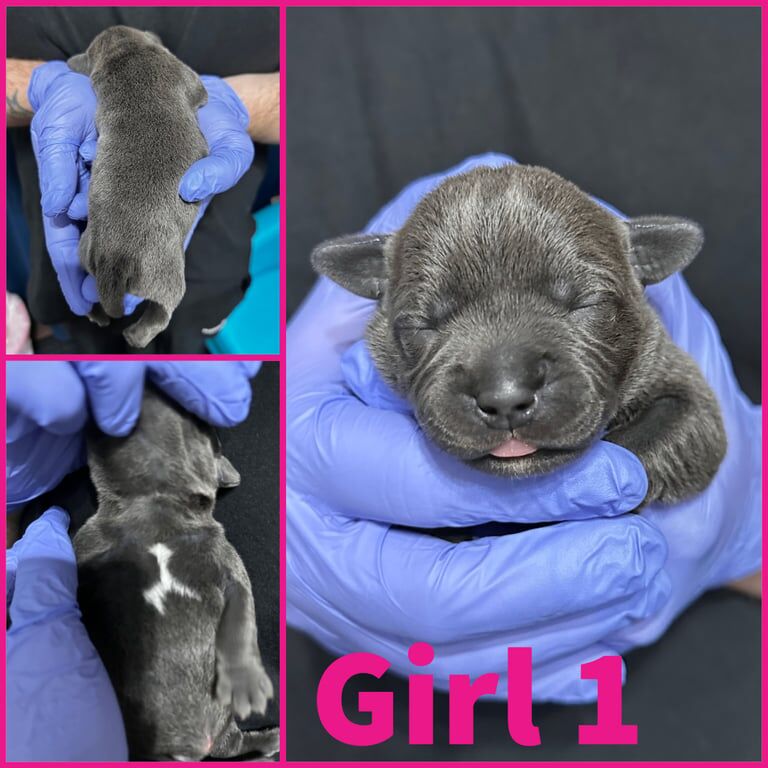 KC Reg Staffordshire Bull Terrier Staffy Puppies for sale in Edinburgh, City of Edinburgh - Image 2