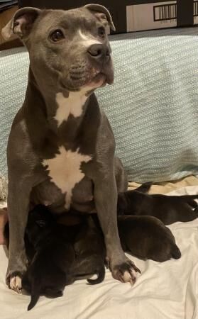 Kc Reg Staffordshire Bull terrier white/ blue/brindle/COI2.7 for sale in Great Yarmouth, Norfolk