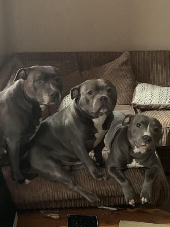 Kc Reg Staffordshire Bull terrier white/ blue/brindle/COI2.7 for sale in Great Yarmouth, Norfolk - Image 2