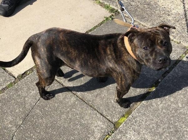 Kc Reg Staffordshire Bull terrier white/ blue/brindle/COI2.7 for sale in Great Yarmouth, Norfolk - Image 4