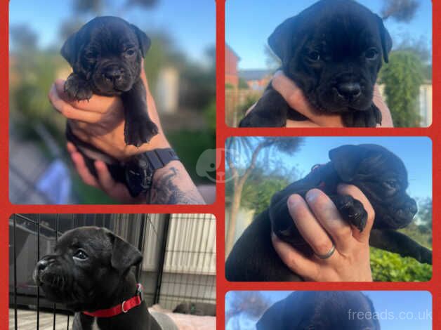 KC registed Staffordshire bull terrier puppies for sale in Wakefield, West Yorkshire - Image 2