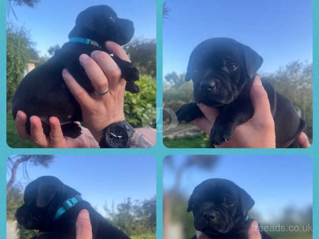 KC registed Staffordshire bull terrier puppies for sale in Wakefield, West Yorkshire - Image 4