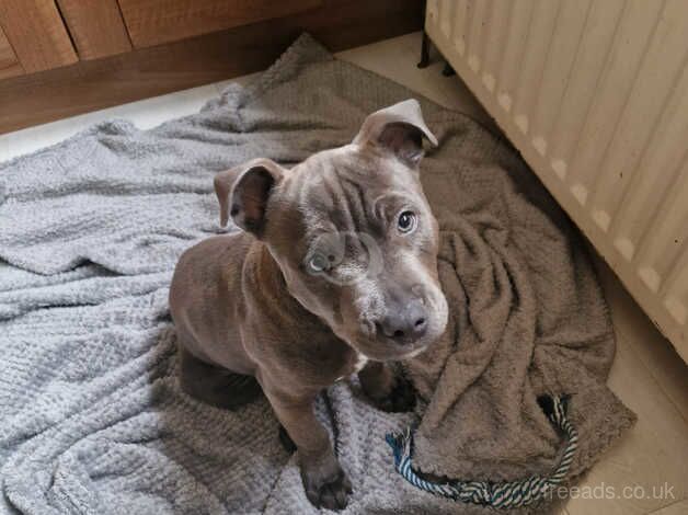 KC Registerd Blue Male Staff for sale in Crumlin, Antrim